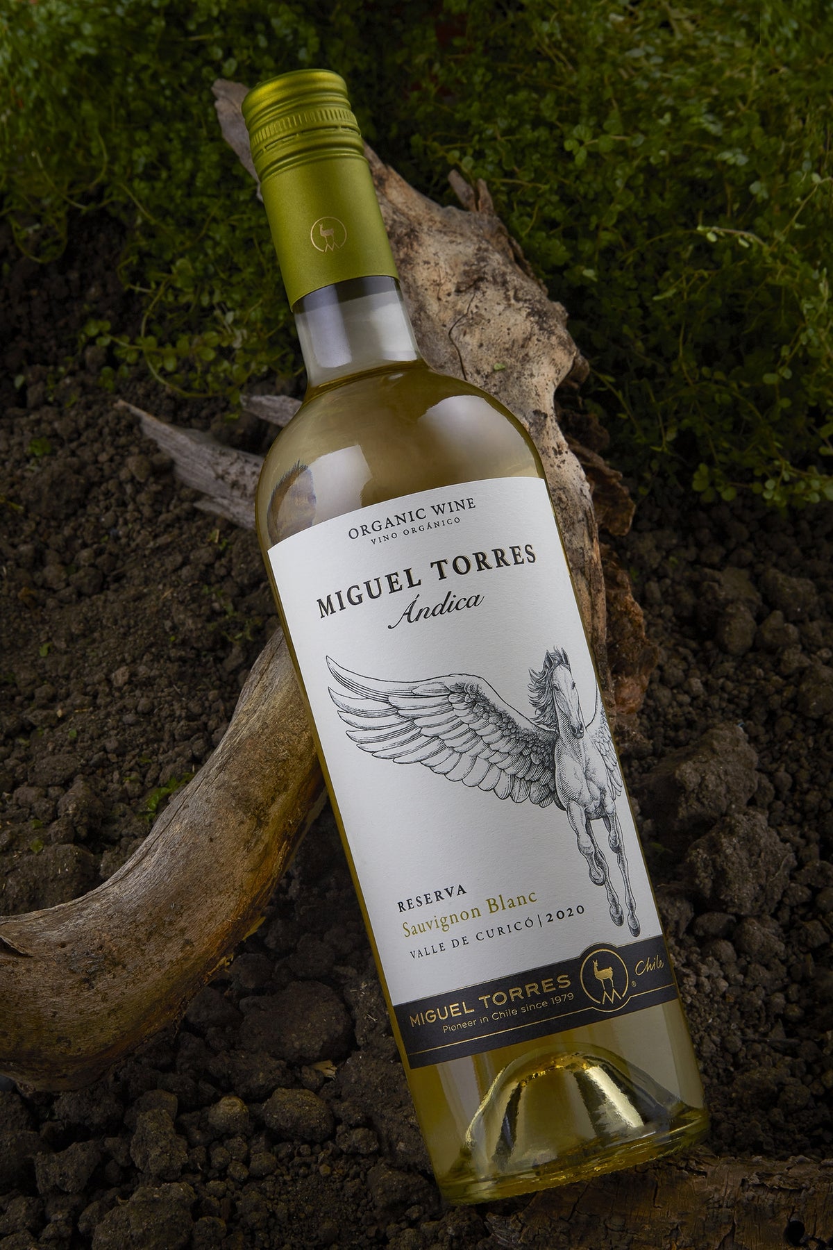 Miguel Torres, Andica Sauvignon Blanc Reserva Bio Miguel Torres, Andica Sauvignon Blanc Reserva Bio