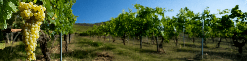 Alles over Riesling