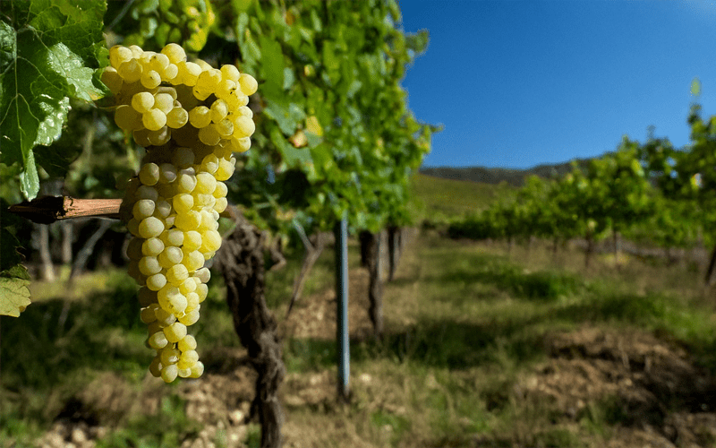 Alles over Riesling